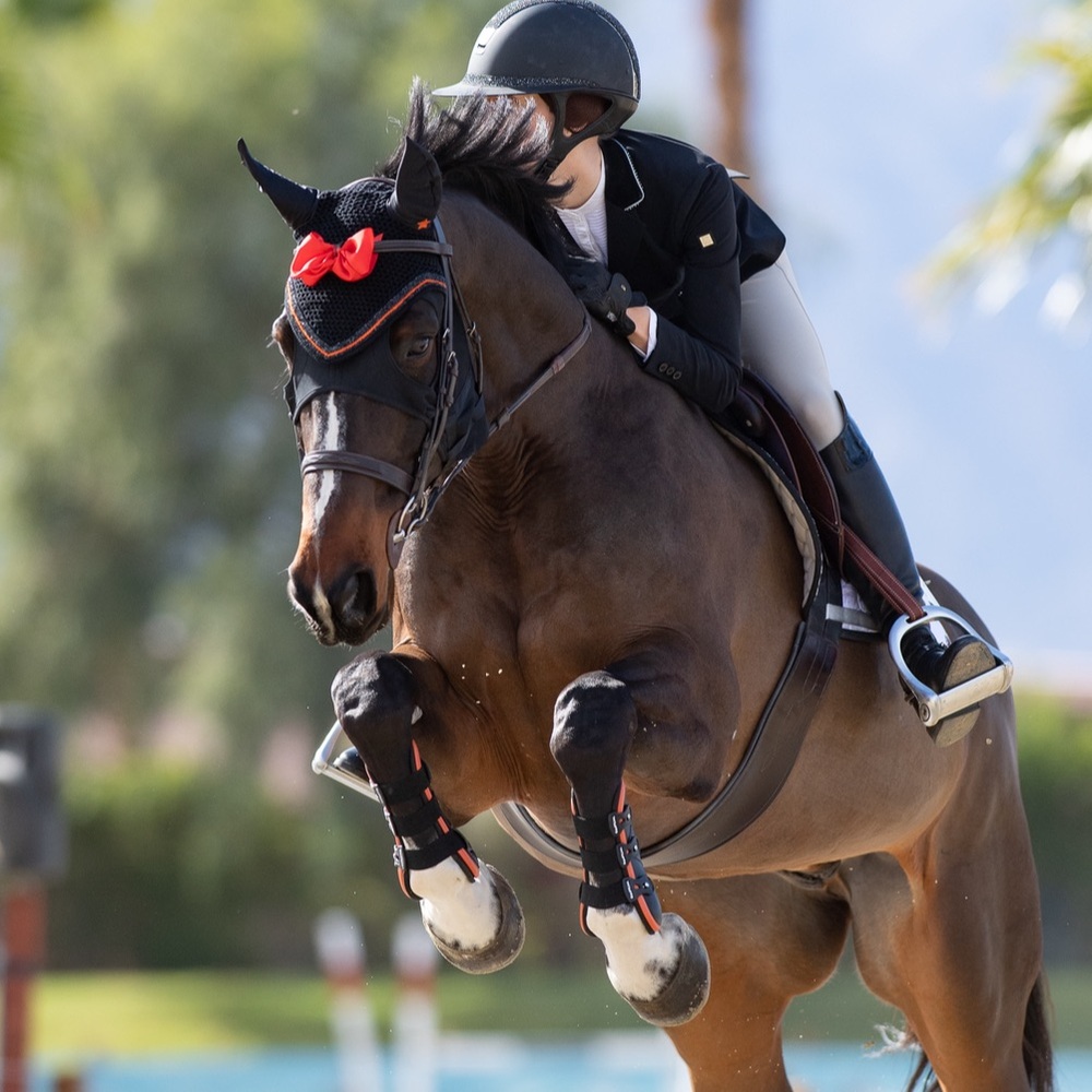 Equifit and Equstar custom horse bonnet and boots - Picture 2 of 9